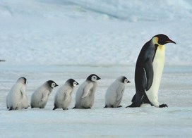 Mum and Baby Penguins.jpg