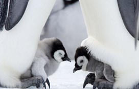 Penguins on toes.jpg